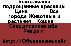 Бенгальские подрощенные красавцы. › Цена ­ 20 000 - Все города Животные и растения » Кошки   . Свердловская обл.,Ревда г.
